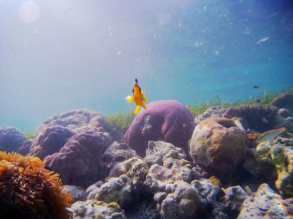 Alvi Star Inn Thulhaadhoo エクステリア 写真
